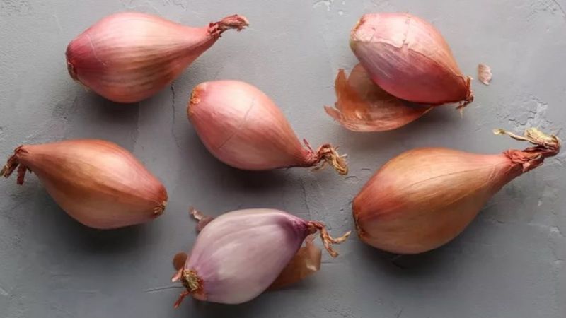 Shallot