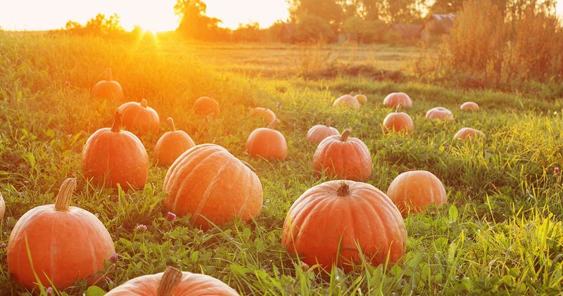 Pumpkin