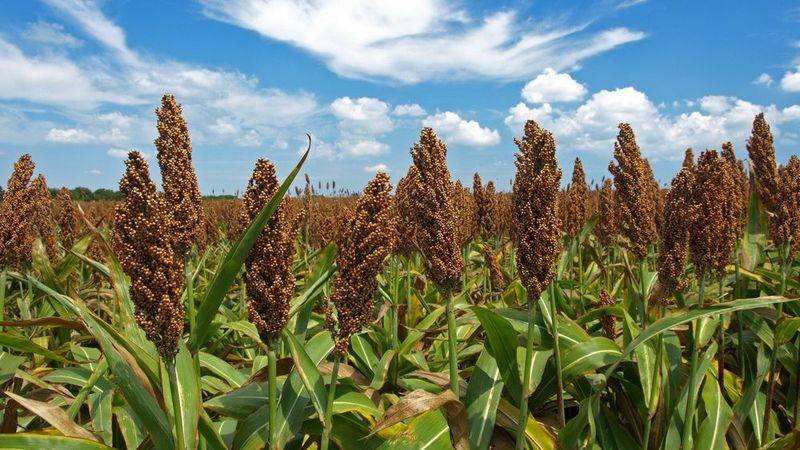 Sorghum