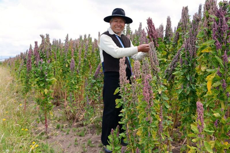 Quinoa