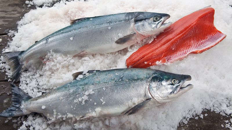 Salmon