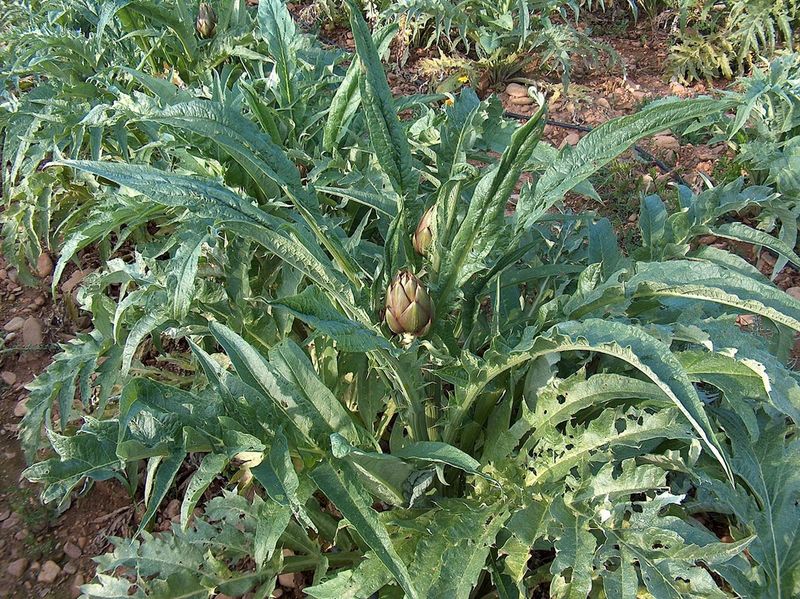 Artichoke Leaf