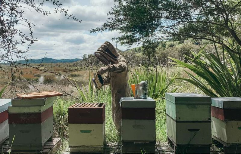 Harvesting in New Zealand