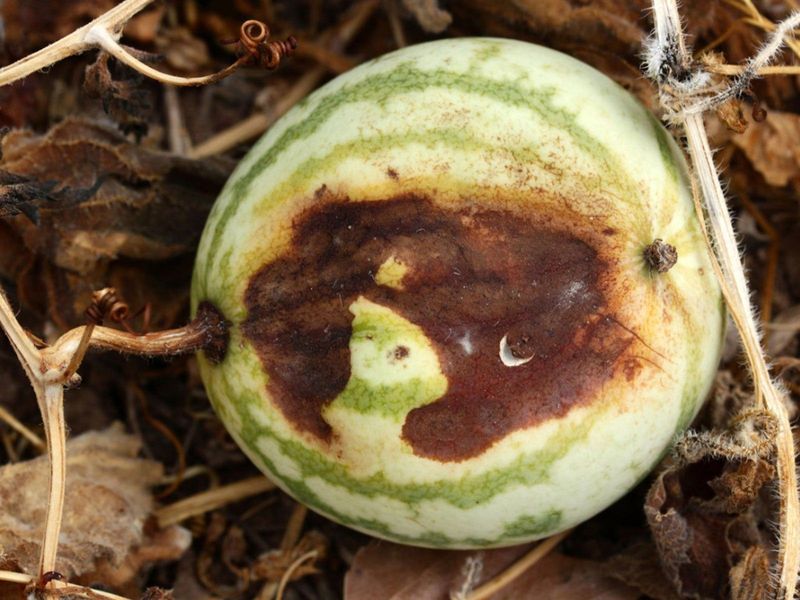 Presence of Insects