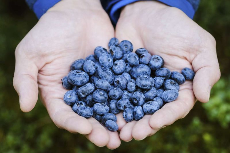 Blueberries