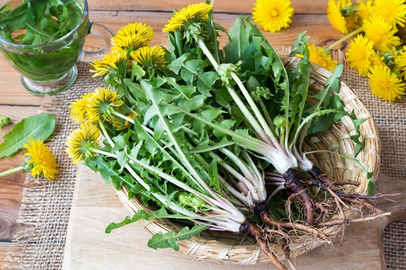 Dandelion Greens