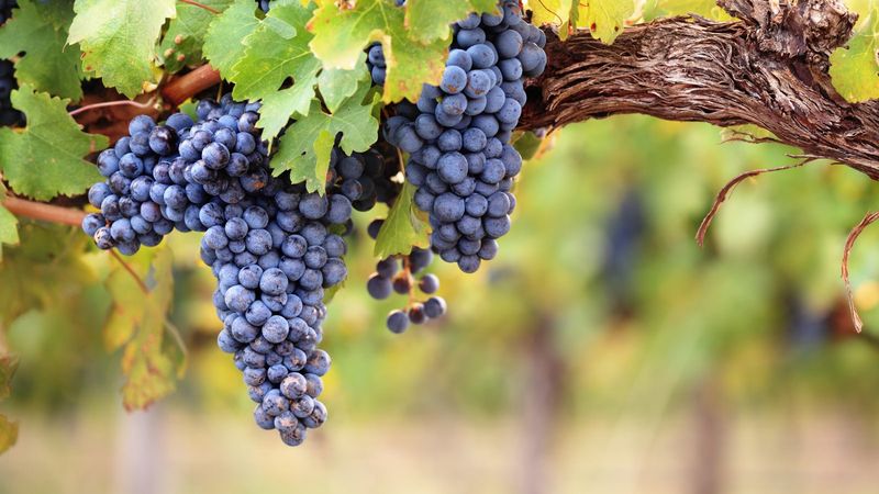 Grapes
