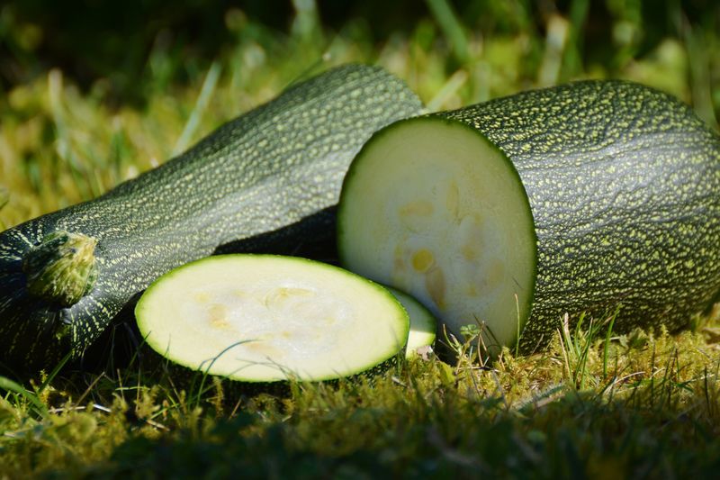 Summer Squash