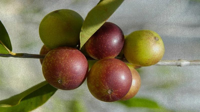 Camu Camu
