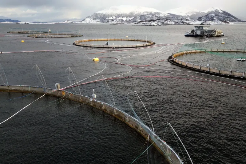 Farmed Salmon