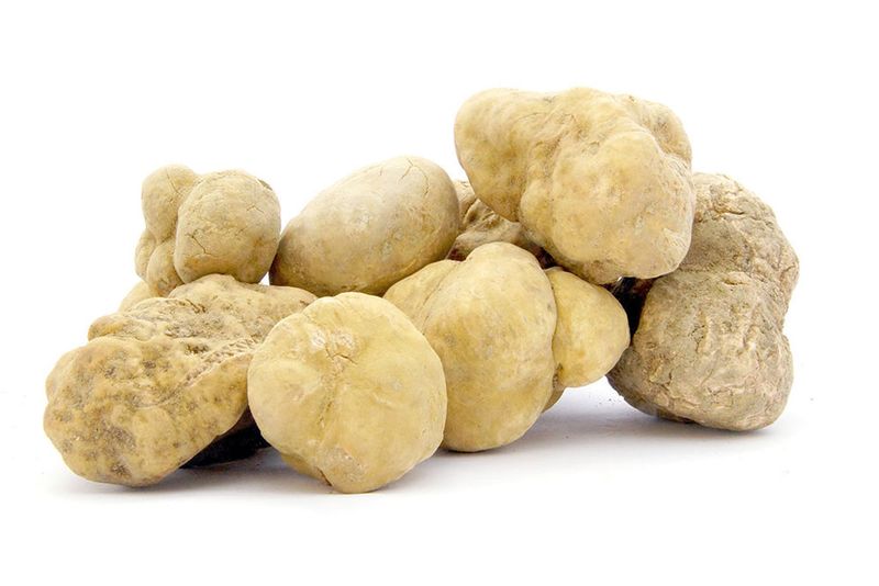 White Truffles – Italy