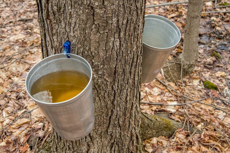 Maple Syrup