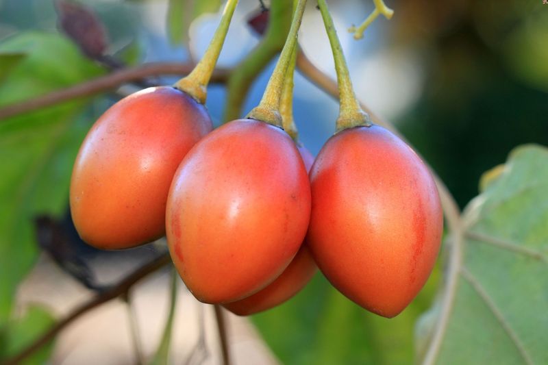 Tamarillo