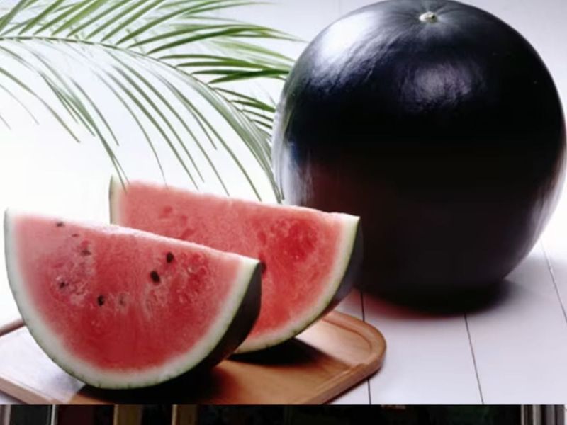 Black Watermelon (Densuke) – Japan