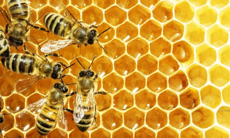 Honey