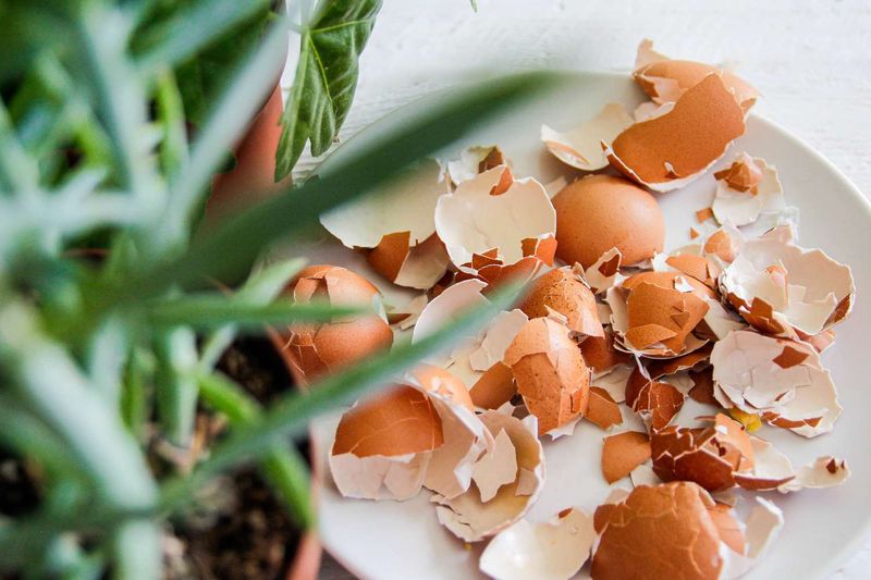 Eggshells in Gardening