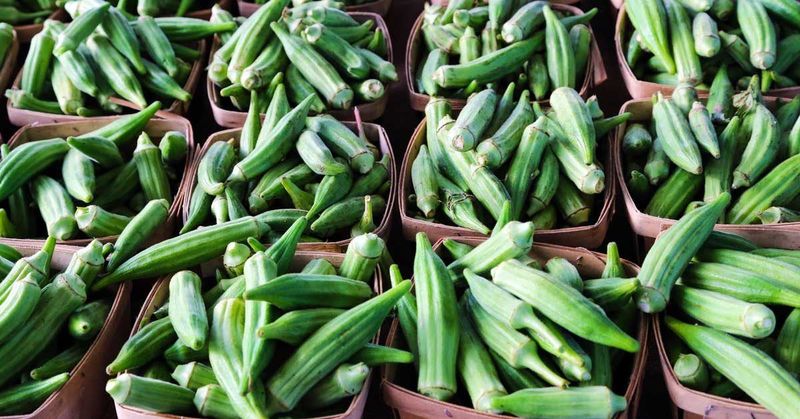 Okra
