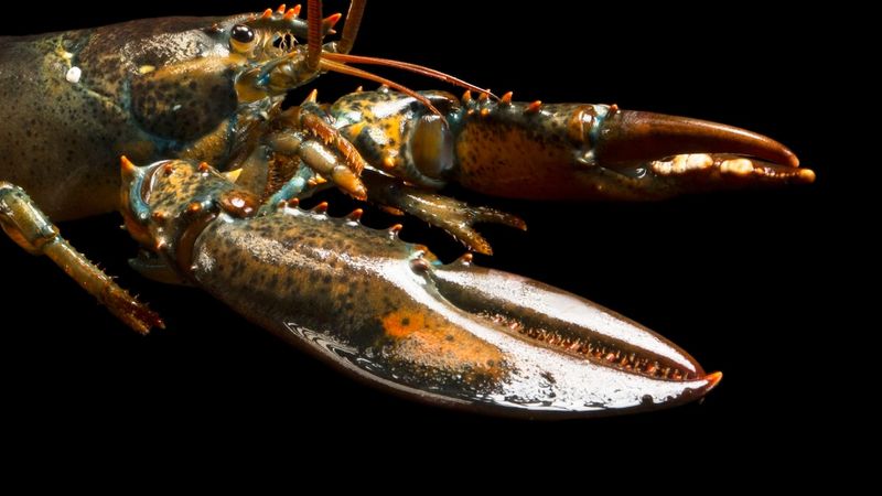 American Lobster