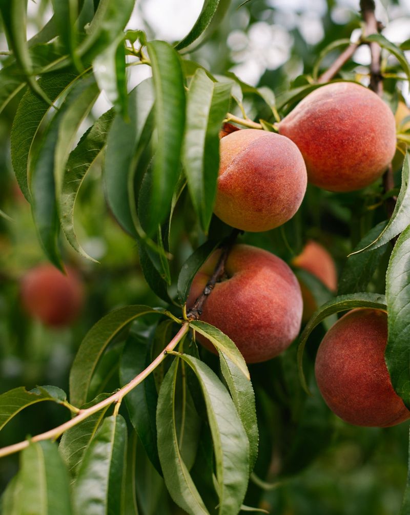 Georgia: Peaches