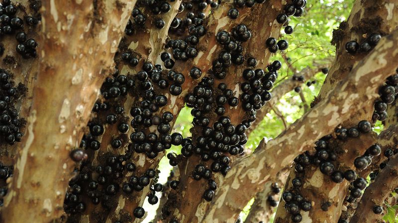 Jabuticaba