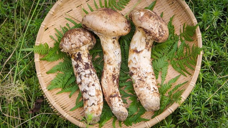 Matsutake Mushrooms – Japan