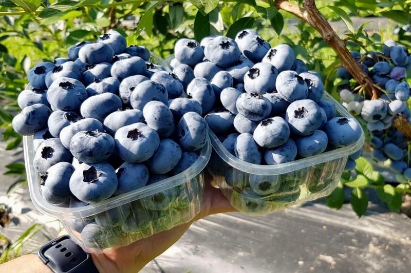 Organic Blueberries