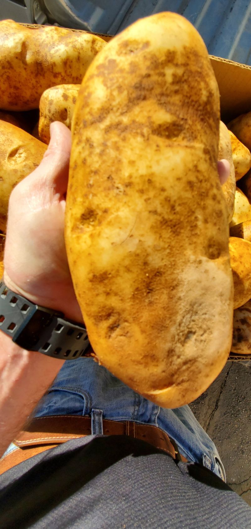 Idaho: Potatoes
