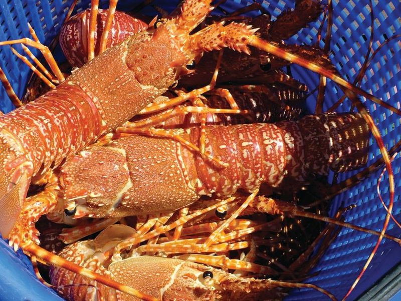 South African Rock Lobster