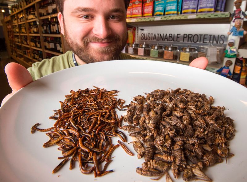 Edible Insects