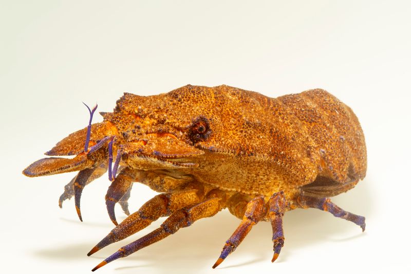Scyllarides Latus (Slipper Lobster)