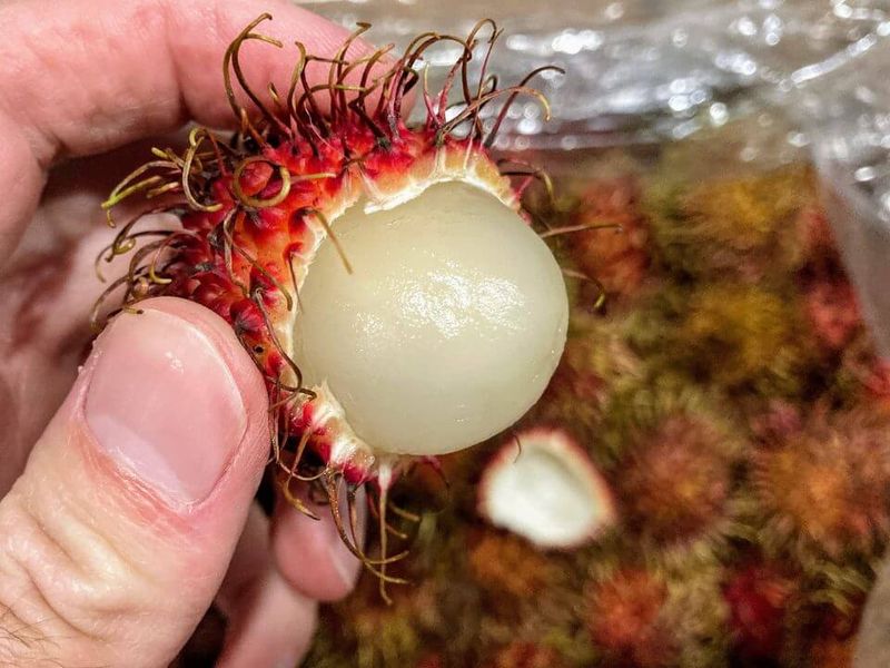 Rambutan