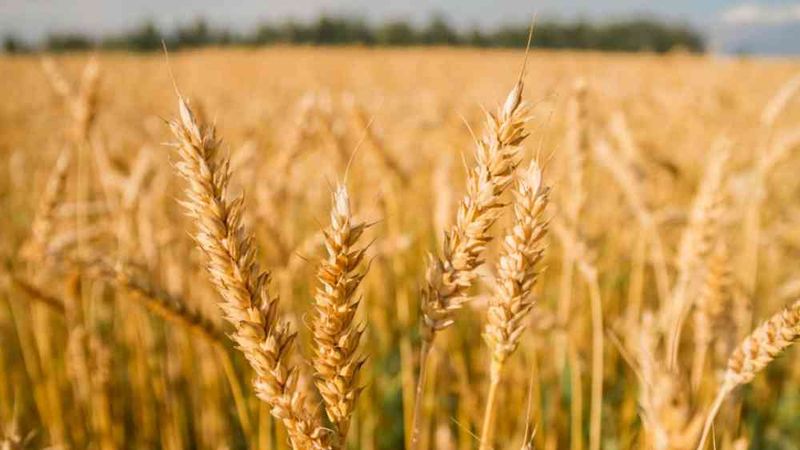 Wheat