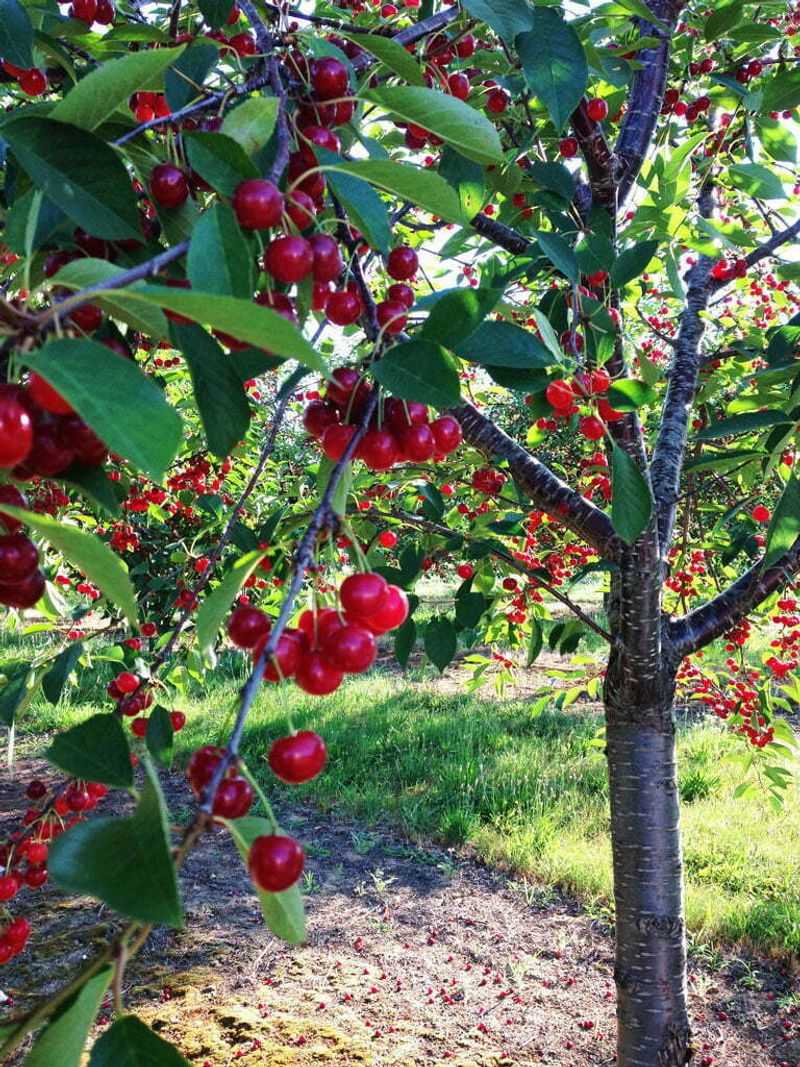 Michigan: Tart Cherries