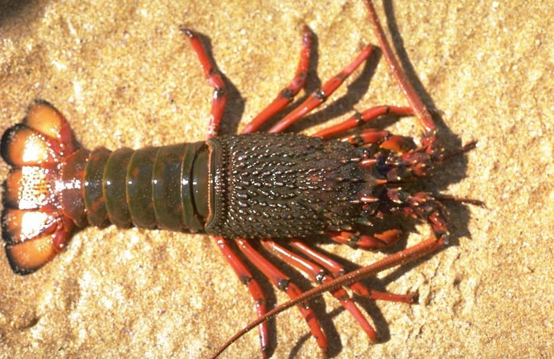 Eastern Rock Lobster