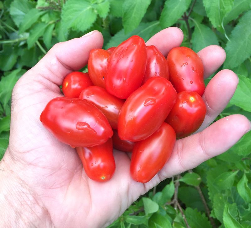 Cherry Tomatoes