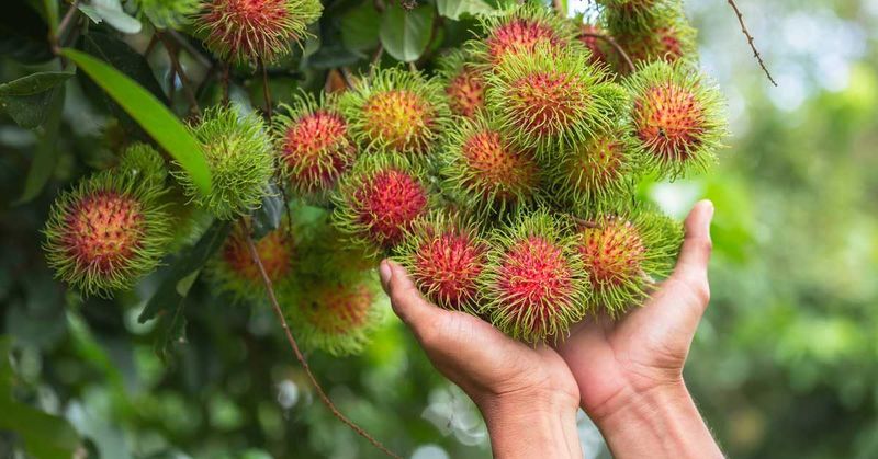 Rambutan