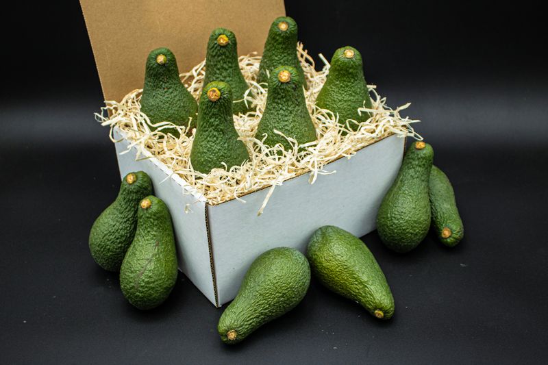 Pinkerton Avocado