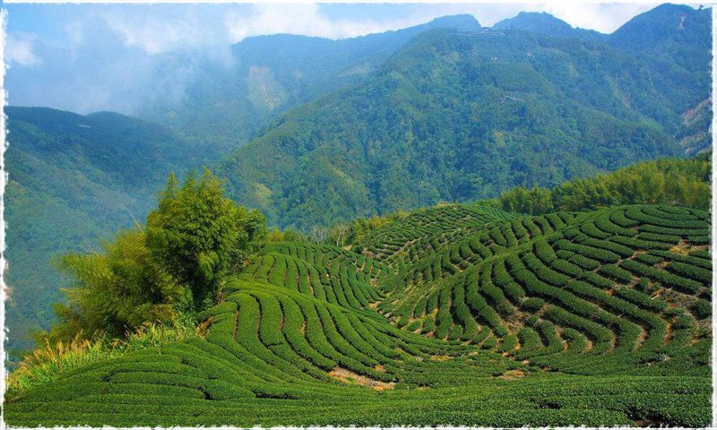 Oolong