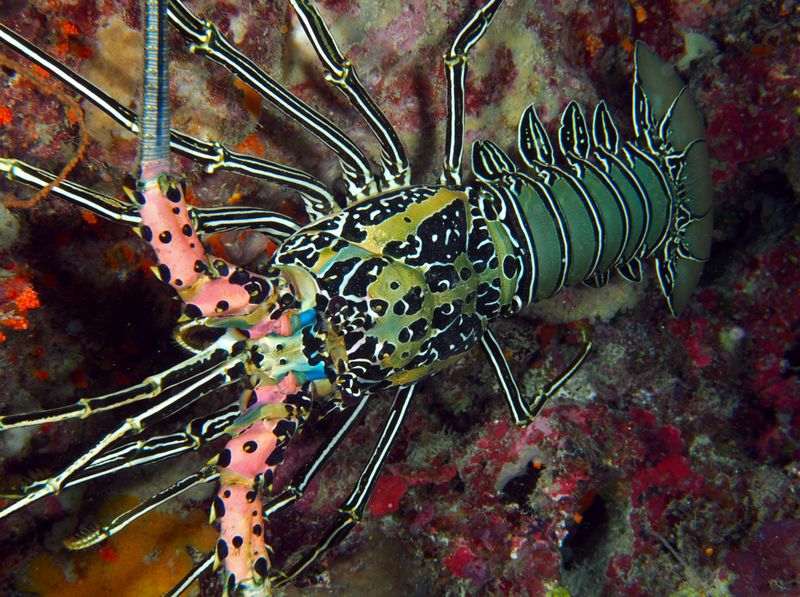 Painted Spiny Lobster