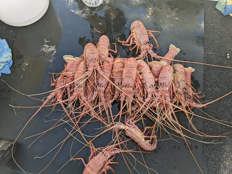 Western Rock Lobster