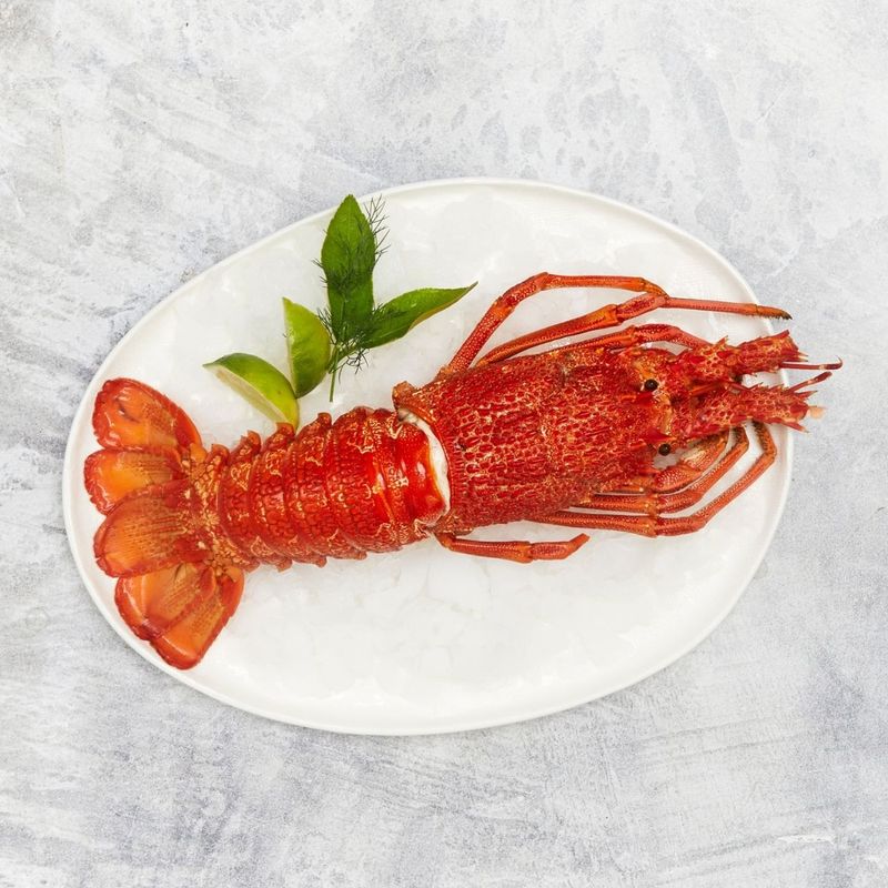 New Zealand Lobster