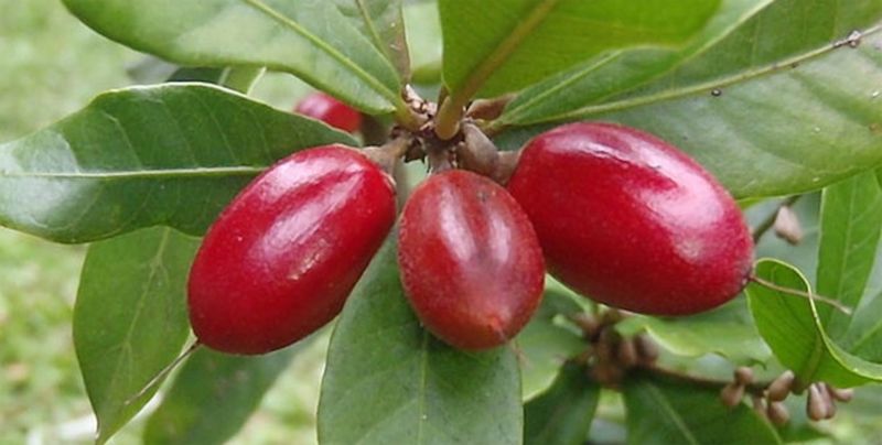 Miracle Fruit
