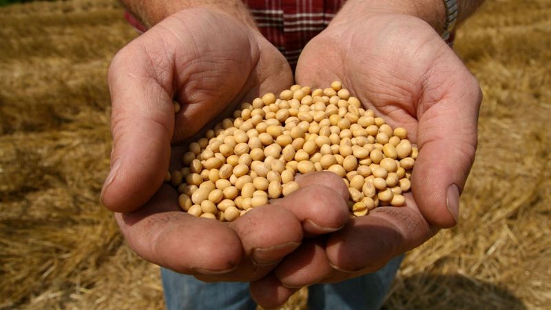 Genetically Modified (GMO) Foods