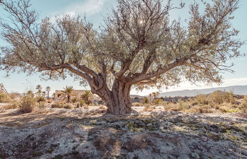 Olive Oil