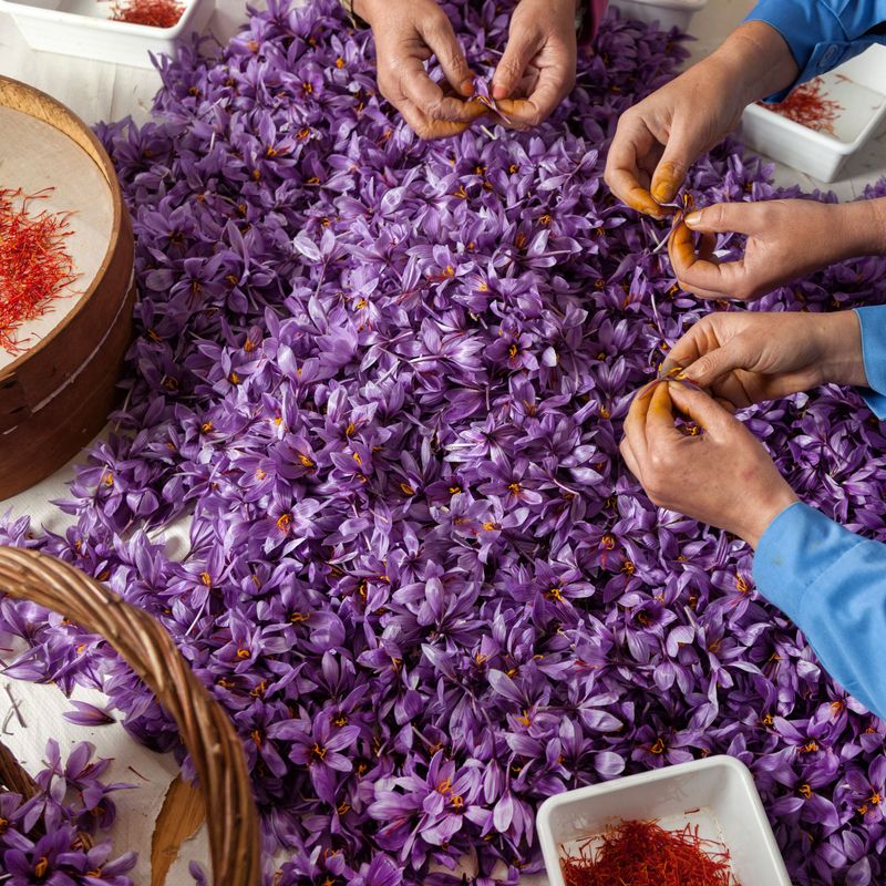 Saffron – Iran, Spain